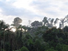 Morgennebel über dem Regenwald